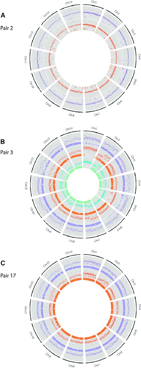Image result for Level of Chromosomal Copy Number Variation