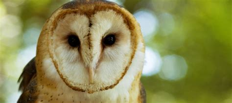 Image result for Flutter Web Code Sample State