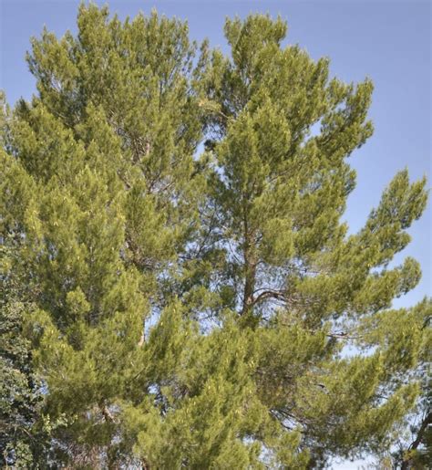 Pinus halepensis
