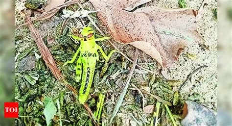Crop Damage: ‘indigenous’ Locusts Pose Big Threat To Crops In Jaisalmer ...