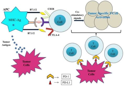 Revolutionization in Cancer Therapeutics via Targeting Major Immune ...