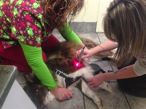 Diary of a Real-Life Veterinarian: Decubitus Ulcer, Pressure Sores/Bed ...