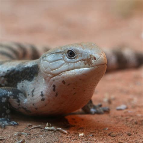 Blue-Tongued Skink (Tiliqua) | about animals
