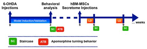 Preclinical Comparison of Stem Cells Secretome and Levodopa Application ...