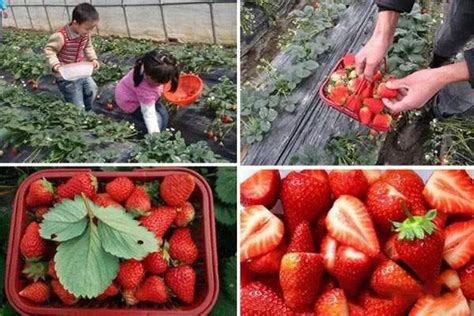 草莓的养殖方法和注意事项 - 花百科