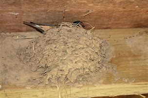 Image result for Barn Swallow Nest Box Plans