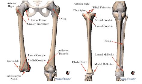 Medial Condyle Of Tibia