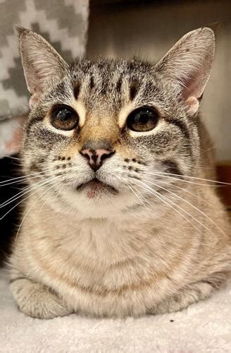 Hat Hub Script Pastebin 的图像结果