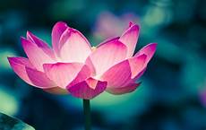 fior di loto significato fiore di loto simbologia e significato tatuaggio 3 fior di loto significato fiore di loto simbologia e significato tatuaggio 3