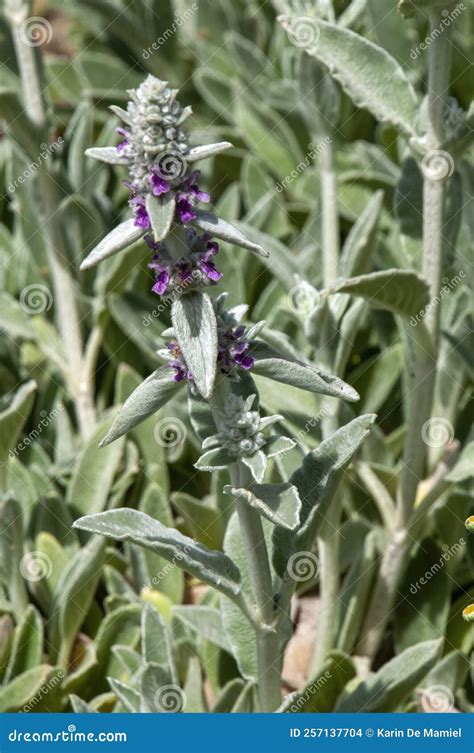 Flower Stem of a Lamb`s-ear Ground Cover Stock Photo - Image of mint ...