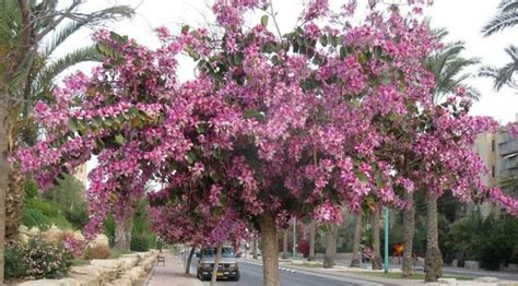 Best Flowering Trees for Spring Season in India 2026 – Bagwani Nursery