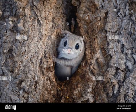 Flying squirrel japan hi-res stock photography and images - Alamy
