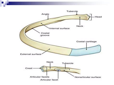 Anatomy of Costal cartilage and Ribs | PPT