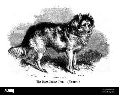 Hare-Indian Dog . 1859 2 037. Hare-Indian Dog Stock Photo - Alamy