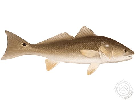 Redfish
