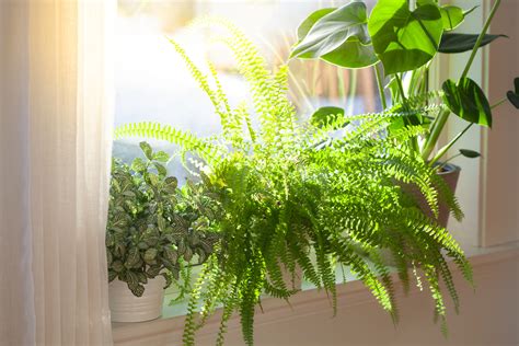 Indoor Fern Plants