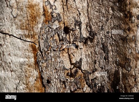 Image result for Oak Tree Rot Base of Trunk