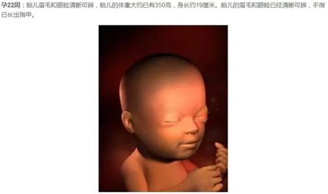 胎儿发育标准对照表_1到40周胎儿发育过程图 - 随意云