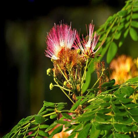 Rain tree / Samania saman / Albizzia saman / Siris Tree - Avenue Trees ...