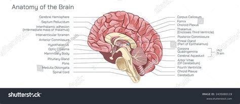 Image result for Prefrontal Cortex Front Perspective