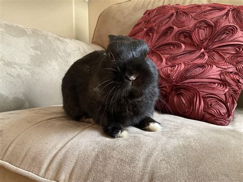 Two and a half pounds of thunder. : r/Rabbits