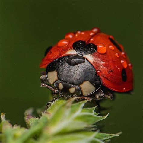 Image result for Real Ladybug