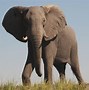 Image result for African Elephant Desktop Wallpaper