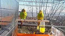 gabbia cocorite cocoriti liberi ma in gabbia gabbia cocorite cocoriti liberi ma in gabbia