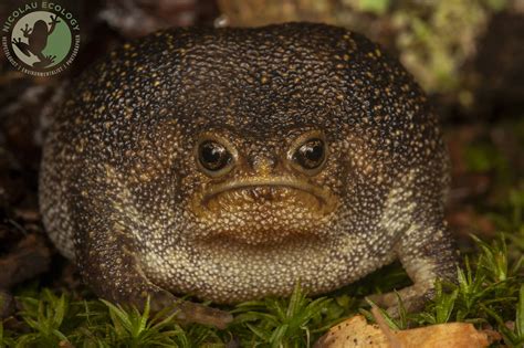 Catch A Sight Of African Rain Frogs That Look Like Angry Avocados
