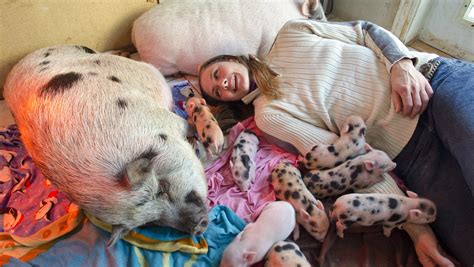 Are Pigs Clean House Pets at Isaac Soundy blog