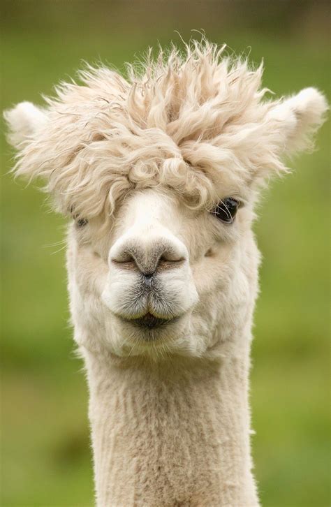 Alpaca fancy head hair style. Animals Images, Animals And Pets, Baby ...