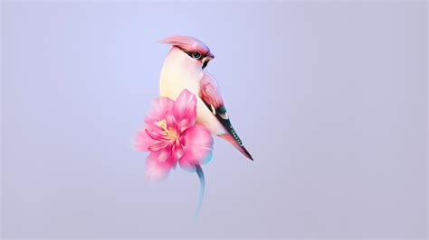 Beautiful Bird Wallpaper,HD Artist Wallpapers,4k Wallpapers,Images ...