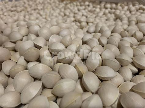 Image result for Empty Shell Vector