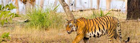 Online Pench National Park Safari Booking: Price, Contact No