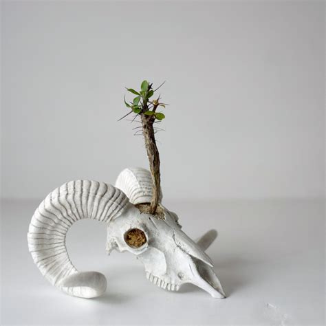 plants born （sheep) フォークイエリア・マクドガリー | null plants (空白植物店）