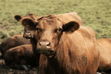 USDA Beef Herd Rebuilding Plans Aim to Support Producers Without Direct ...