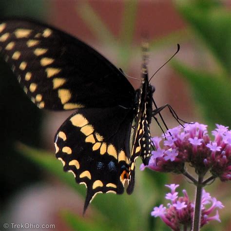 Eastern Tiger Swallowtail Butterflies and Black Butterflies of All ...
