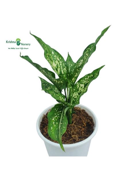 Aglaonema Snow White Plant