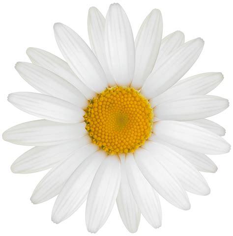 White Daisies Flowers