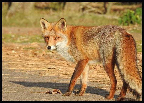 Fox Drawing for Kids 的图像结果