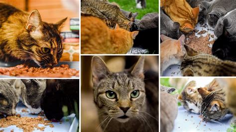 Mahi-Mahi And Tuna Are Examples Of at Paul Mccormick blog