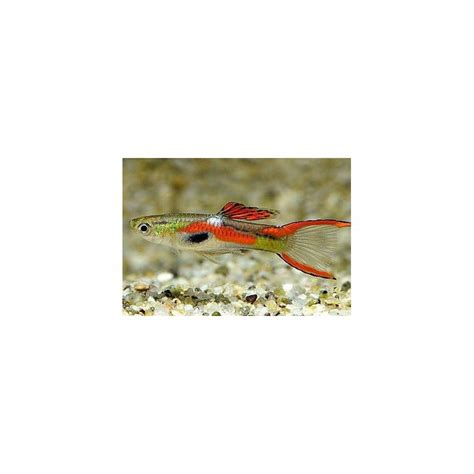 Buy Guppy Fish Online in India | Best Collection – Best4Pets