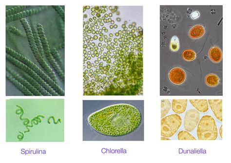 Image result for microalgae