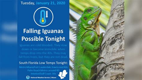 Forecast: Falling iguanas in South Florida | FOX 35 Orlando