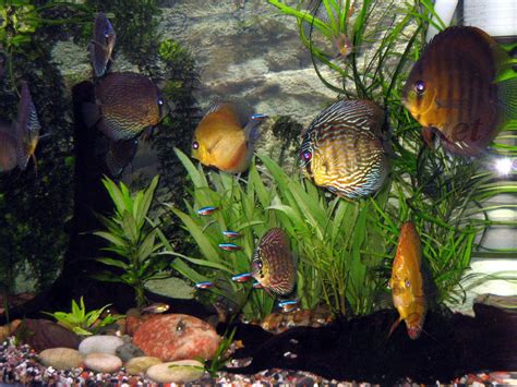 Image result for Keeping Discus Fish