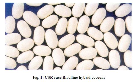 PROCESSING OF MULBERRY COCOONS