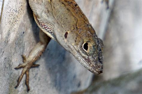 Image result for Lizard Dissection