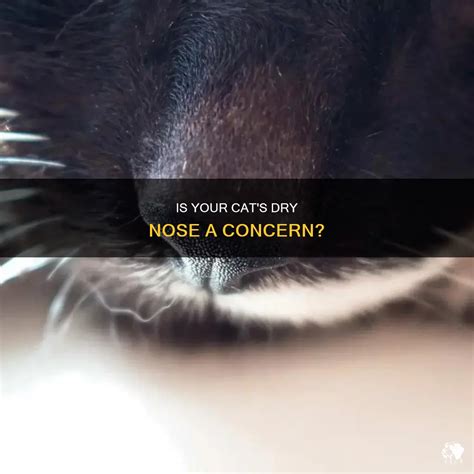 Is Your Cat's Dry Nose A Concern? | PetShun