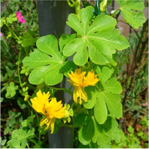 Buy Seed Needs, 350+ Canary Creeper Nasturtium (Tropaeolum peregrinum ...