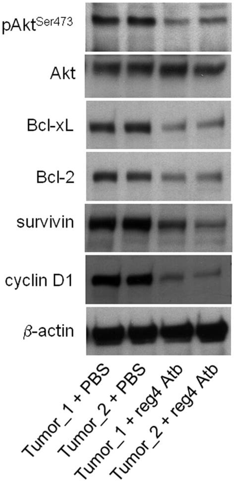 Tumor Tissue Homogenization Protocol 的图像结果